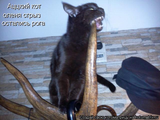 Аццкий кот оленя сгрыз остались рога... Котоматрица: Аццкий кот оленя сгрыз остались рога