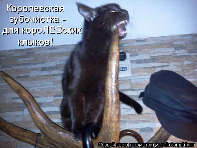 Котоматрица: Королевская  зубочистка -  для короЛЕВских клыков!
