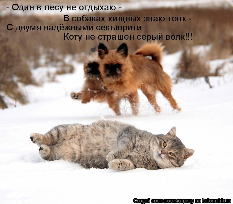 Котоматрица: В собаках хищных знаю толк -  С двумя надёжными секъюрити Коту не страшен серый волк!!! - Один в лесу не отдыхаю -