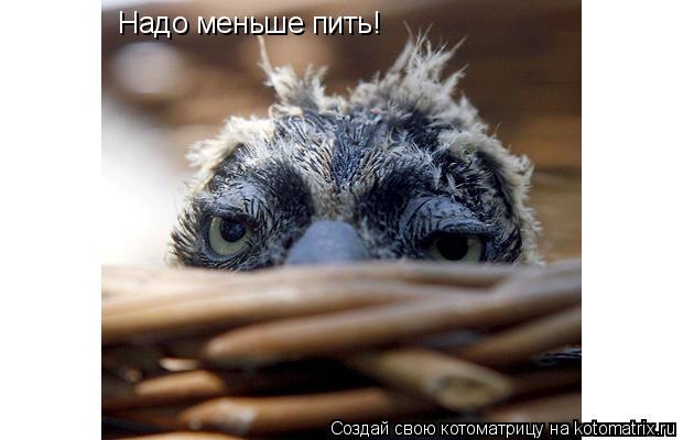 Надо меньше пить!... Котоматрица: Надо меньше пить!
