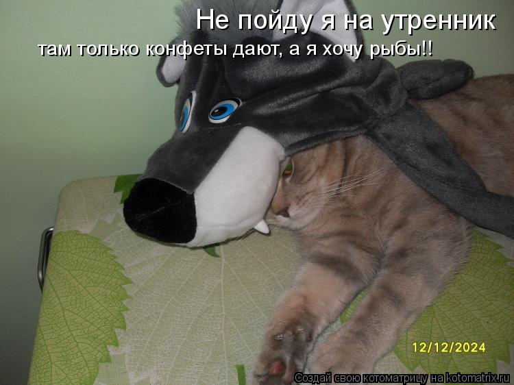 Котоматрица: Не пойду я на утренник там только конфеты дают, а я хочу рыбы!!