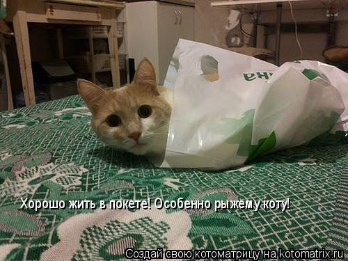 Хорошо жить в покете! Особенно рыжему коту!... Котоматрица: Хорошо жить в покете! Особенно рыжему коту!