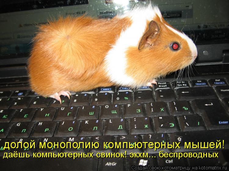 долой монополию компьютерных мышей! даёшь компьютерных свинок! экхм... беспроводных... Котоматрица: долой монополию компьютерных мышей! даёшь компьютерных свинок! экхм... беспроводных