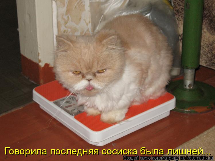 Котоматрица: Говорила последняя сосиска была лишней...