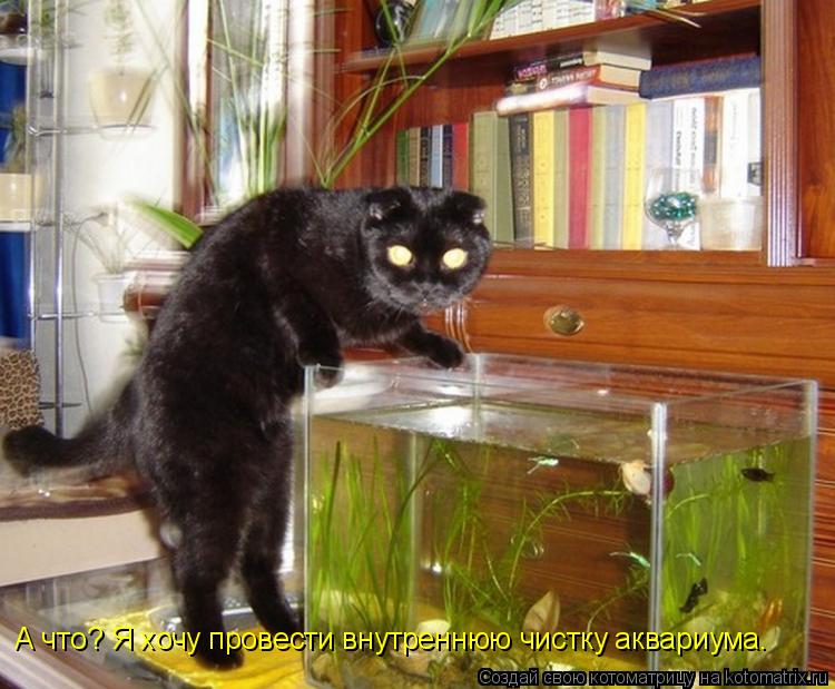 А что? Я хочу провести внутреннюю чистку аквариума.... Котоматрица: А что? Я хочу провести внутреннюю чистку аквариума.