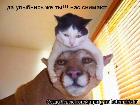 Котоматрица: да улыбнись же ты!!! нас снимают...