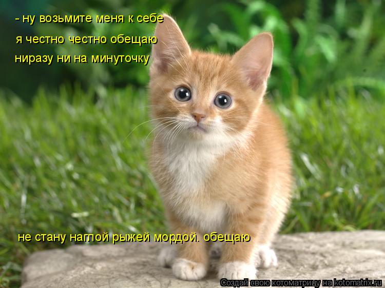 - ну возьмите меня к себе я честно честно обещаю ниразу ни на минуточку не стану наглой рыжей мордой.... Котоматрица: - ну возьмите меня к себе я честно честно обещаю ниразу ни на минуточку не стану наглой рыжей мордой. обещаю