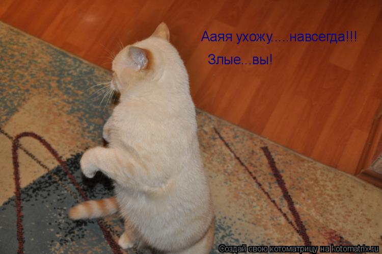 Ааяя ухожу.....навсегда!!! Злые...вы!... Котоматрица: Ааяя ухожу.....навсегда!!! Злые...вы!
