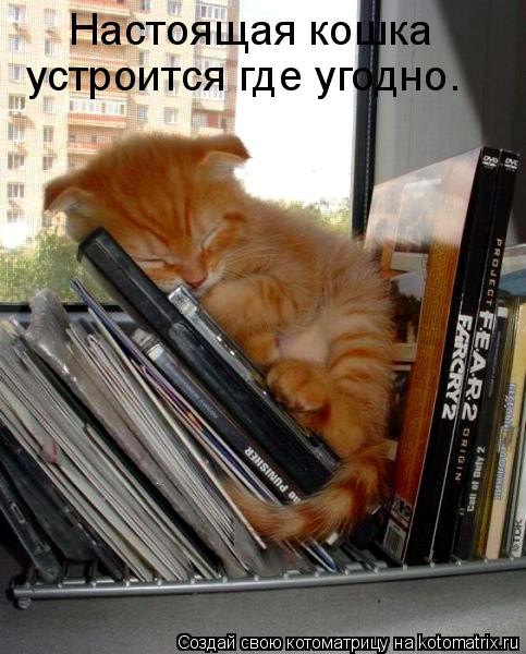 Настоящая кошка устроится где угодно.... Котоматрица: Настоящая кошка устроится где угодно.
