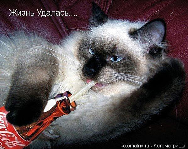 Жизнь Удалась....... Котоматрица: Жизнь Удалась....