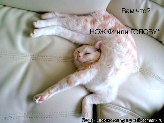 Вам что? НОЖКИ или ГОЛОВУ*... Котоматрица: Вам что? НОЖКИ или ГОЛОВУ*