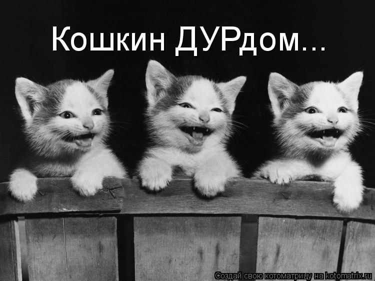 Кошкин ДУРдом...... Котоматрица: Кошкин ДУРдом...