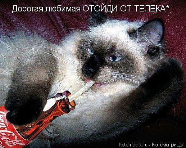 Дорогая,любимая ОТОЙДИ ОТ ТЕЛЕКА*... Котоматрица: Дорогая,любимая ОТОЙДИ ОТ ТЕЛЕКА*