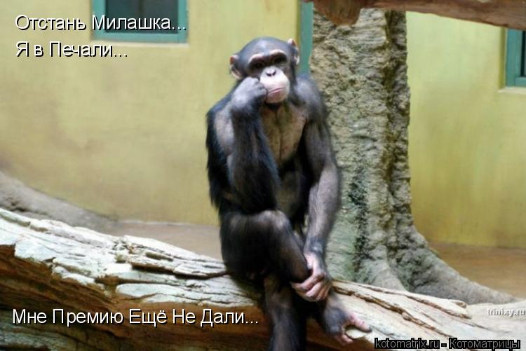 Отстань Милашка... Я в Печали... Мне Премию Ещё Не Дали...... Котоматрица: Отстань Милашка... Я в Печали... Мне Премию Ещё Не Дали...