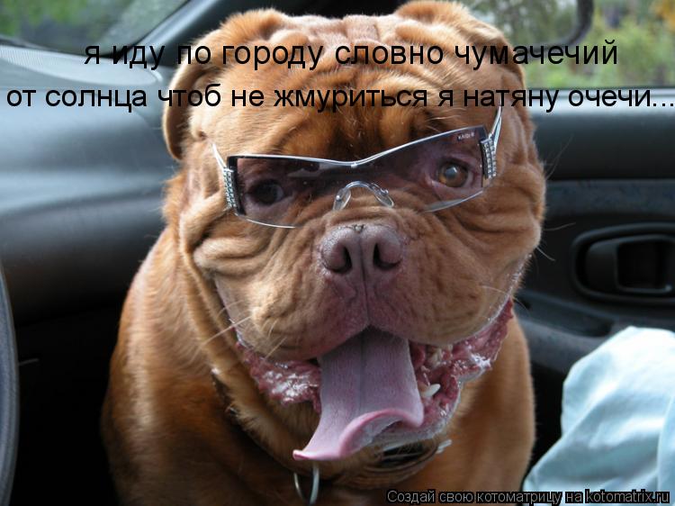 я иду по городу словно чумачечий от солнца чтоб не жмуриться я натяну очечи...... Котоматрица: я иду по городу словно чумачечий от солнца чтоб не жмуриться я натяну очечи...