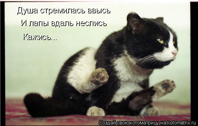 Душа стремилась ввысь И лапы вдаль неслись Кажись...... Котоматрица: Душа стремилась ввысь И лапы вдаль неслись Кажись...