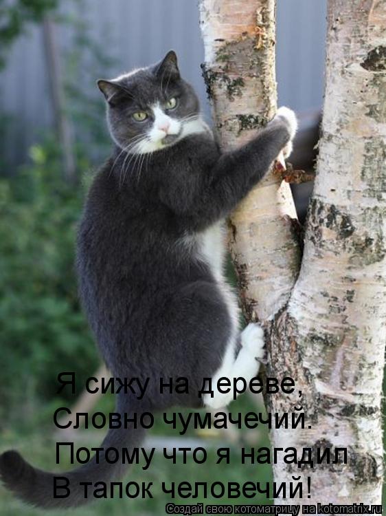 Я сижу на дереве, Словно чумачечий. Потому что я нагадил В тапок человечий!... Котоматрица: Я сижу на дереве, Словно чумачечий. Потому что я нагадил В тапок человечий!