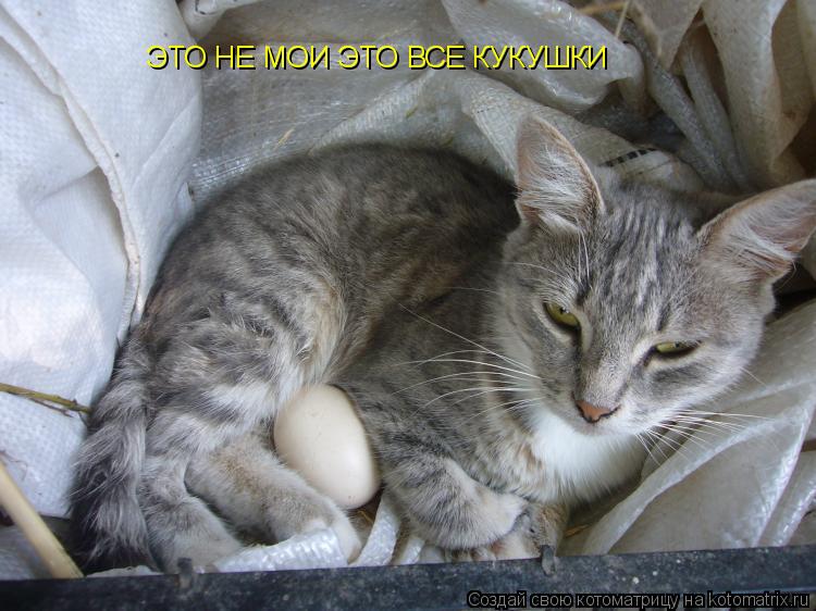ЭТО НЕ МОИ ЭТО ВСЕ КУКУШКИ... Котоматрица: ЭТО НЕ МОИ ЭТО ВСЕ КУКУШКИ
