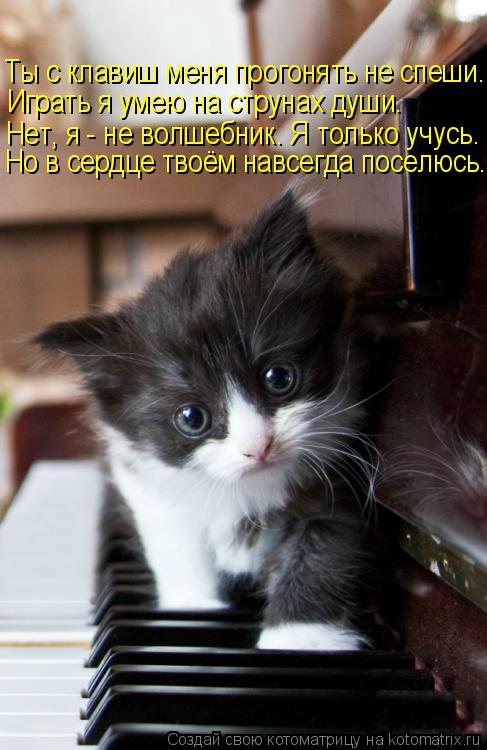 Ты с клавиш меня прогонять не спеши. Играть я умею на струнах души. Нет, я - не волшебник. Я только у... Котоматрица: Ты с клавиш меня прогонять не спеши. Играть я умею на струнах души. Нет, я - не волшебник. Я только учусь. Но в сердце твоём навсегда поселюсь.