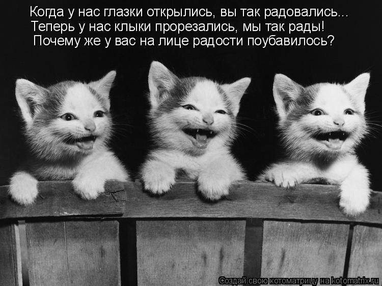 Котоматрица: Когда у нас глазки открылись, вы так радовались... Теперь у нас клыки прорезались, мы так рады!  Почему же у вас на лице радости поубавилось?