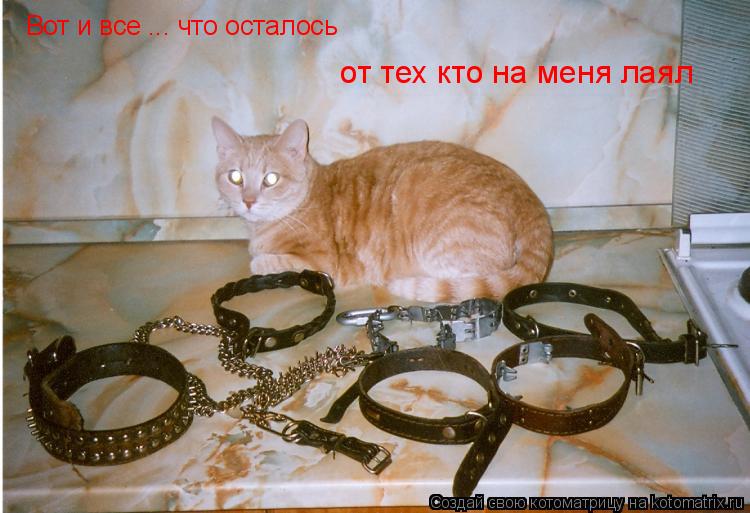 Вот и все ... что осталось от тех кто на меня лаял... Котоматрица: Вот и все ... что осталось от тех кто на меня лаял