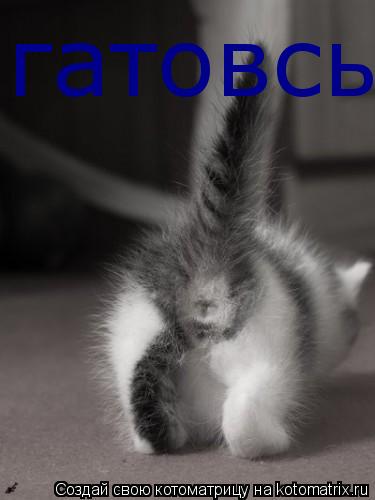 Котоматрица: гатовсь