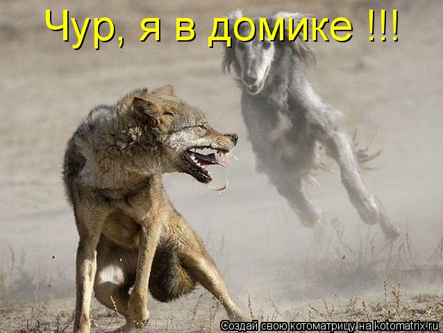Котоматрица: Чур, я в домике !!!