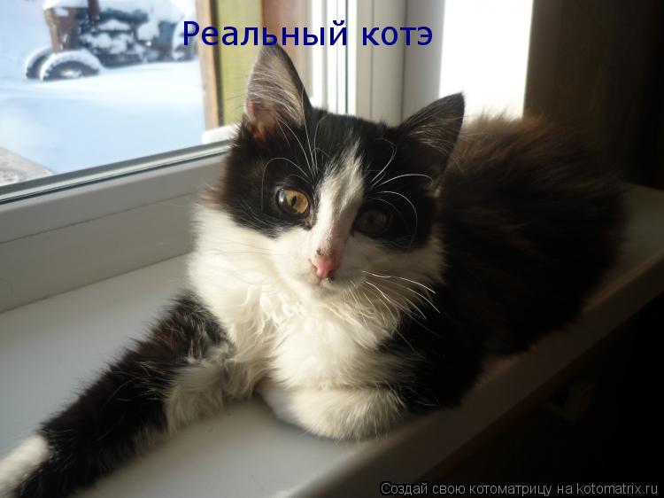 Котоматрица: Реальный котэ