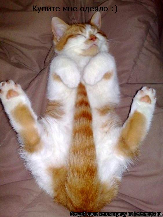 Котоматрица: Купите мне одеяло :)