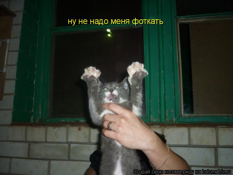 ну не надо меня фоткать... Котоматрица: ну не надо меня фоткать