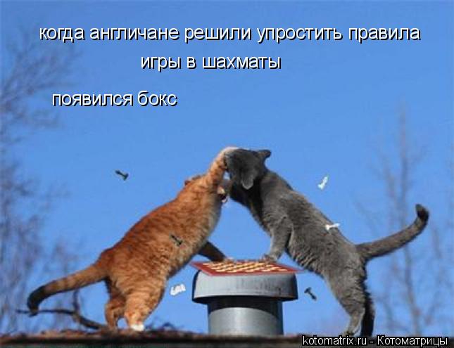 Котоматрица: когда англичане решили упростить правила игры в шахматы появился бокс