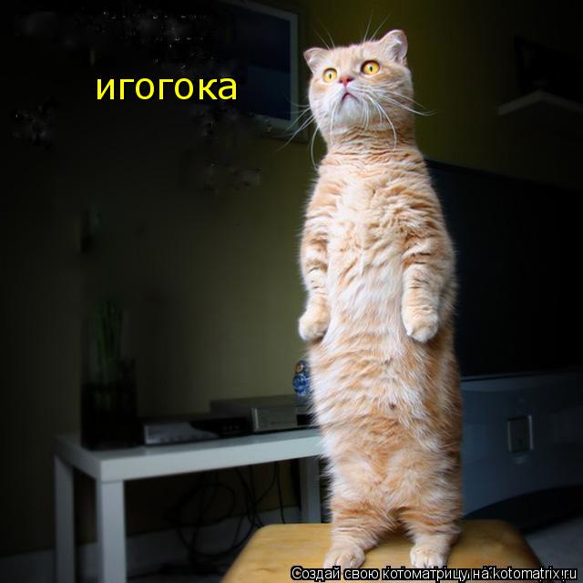 Котоматрица: игогока
