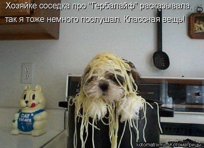 Хозяйке соседка про "Гербалайф" расказывала, так я тоже немного послушал. Классная вещь!... Котоматрица: Хозяйке соседка про "Гербалайф" расказывала, так я тоже немного послушал. Классная вещь!