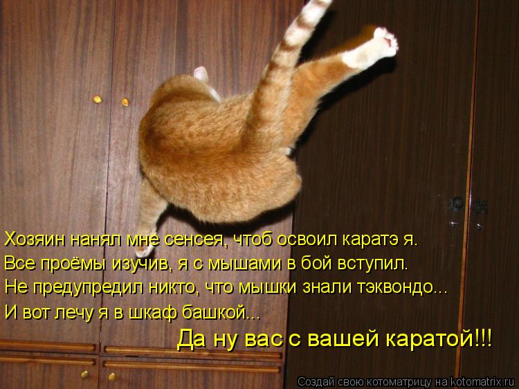 Хозяин нанял мне сенсея, чтоб освоил каратэ я. Все проёмы изучив, я с мышами в бой вступил. Не предуп... Котоматрица: Хозяин нанял мне сенсея, чтоб освоил каратэ я. Все проёмы изучив, я с мышами в бой вступил. Не предупредил никто, что мышки знали тэквондо... И