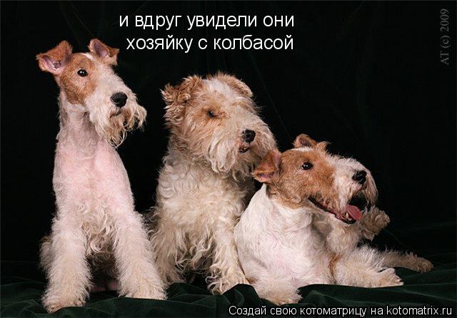 Котоматрица: и вдруг увидели они хозяйку с колбасой