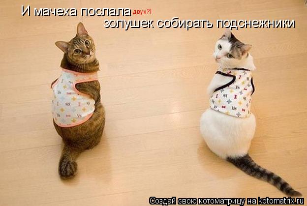 И мачеха послала двух?! золушек собирать подснежники... Котоматрица: И мачеха послала двух?! золушек собирать подснежники