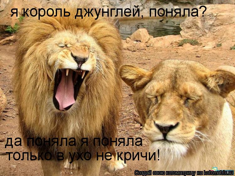 я король джунглей, поняла? да поняла я поняла только в ухо не кричи!... Котоматрица: я король джунглей, поняла? да поняла я поняла только в ухо не кричи!