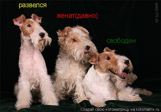 Котоматрица: свободен женат(давно) развелся