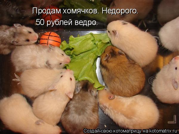 Котоматрица: Продам хомячков. Недорого. 50 рублей ведро.