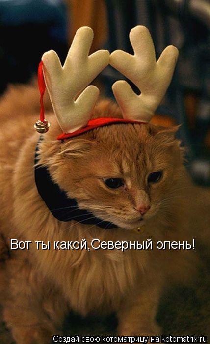 Вот ты какой,Северный олень!... Котоматрица: Вот ты какой,Северный олень!