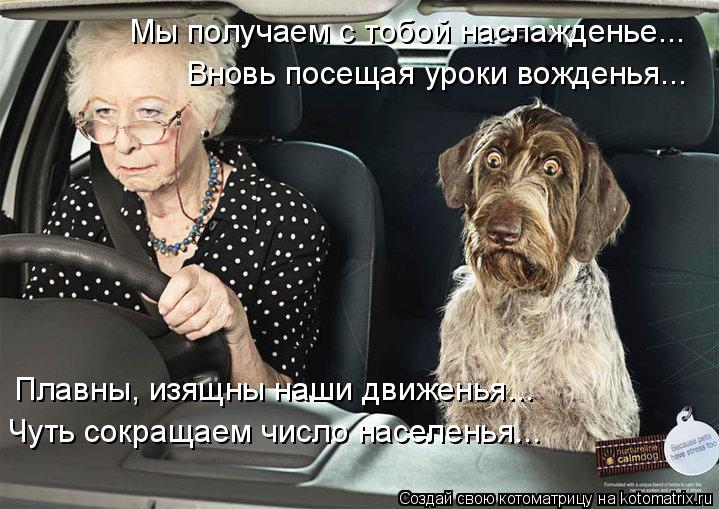 Котоматрица: Мы получаем с тобой наслажденье... Вновь посещая уроки вожденья... Плавны, изящны наши движенья... Чуть сокращаем число населенья...