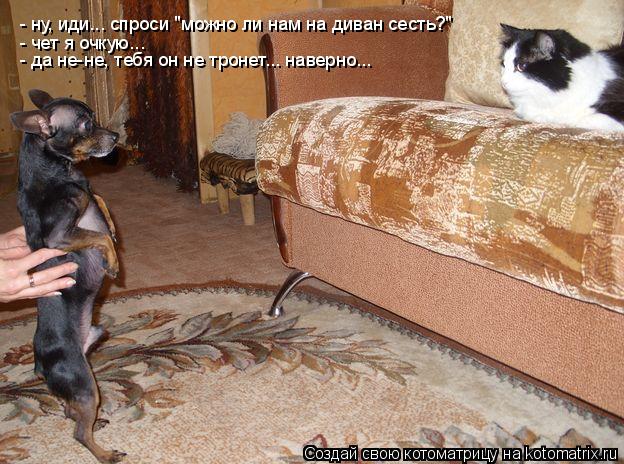 Котоматрица: - ну, иди... спроси "можно ли нам на диван сесть?" - чет я очкую... - да не-не, тебя он не тронет... наверно...
