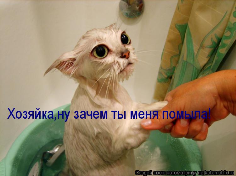 Xoзяйка,ну зачем ты меня помыла!... Котоматрица: Xoзяйка,ну зачем ты меня помыла!