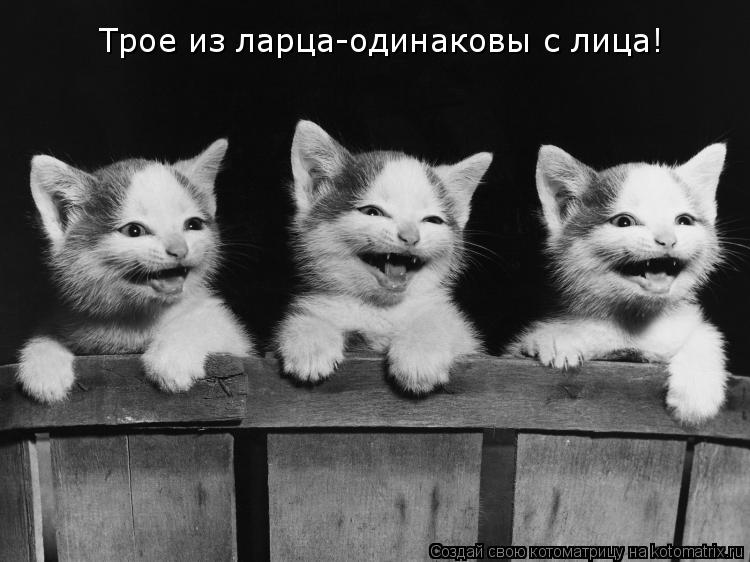 Трое из ларца-одинаковы с лица!... Котоматрица: Трое из ларца-одинаковы с лица!