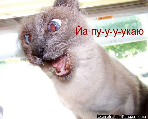 Йа пу-у-у-укаю... Котоматрица: Йа пу-у-у-укаю