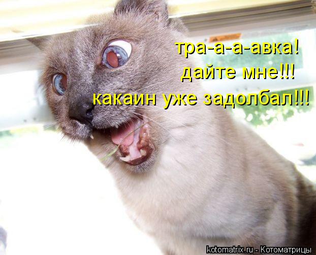 Котоматрица: тра-а-а-авка! дайте мне!!! какаин уже задолбал!!!