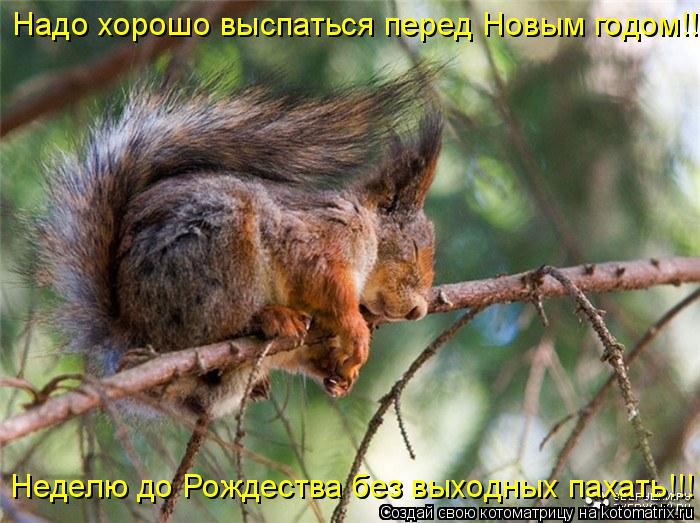 Котоматрица: Надо хорошо выспаться перед Новым годом!!! Неделю до Рождества без выходных пахать!!!