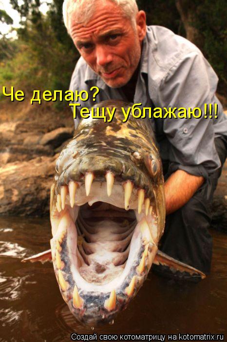 Котоматрица: Че делаю?  Тещу ублажаю!!!