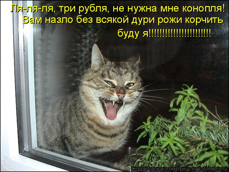 Ля-ля-ля, три рубля, не нужна мне конопля! Вам назло без всякой дури рожи корчить буду я!!!!!!!!!!!!... Котоматрица: Ля-ля-ля, три рубля, не нужна мне конопля! Вам назло без всякой дури рожи корчить буду я!!!!!!!!!!!!!!!!!!!!!!!