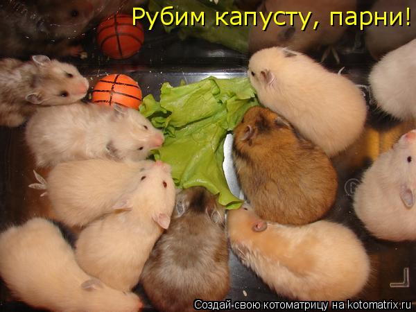 Котоматрица: Рубим капусту, парни!
